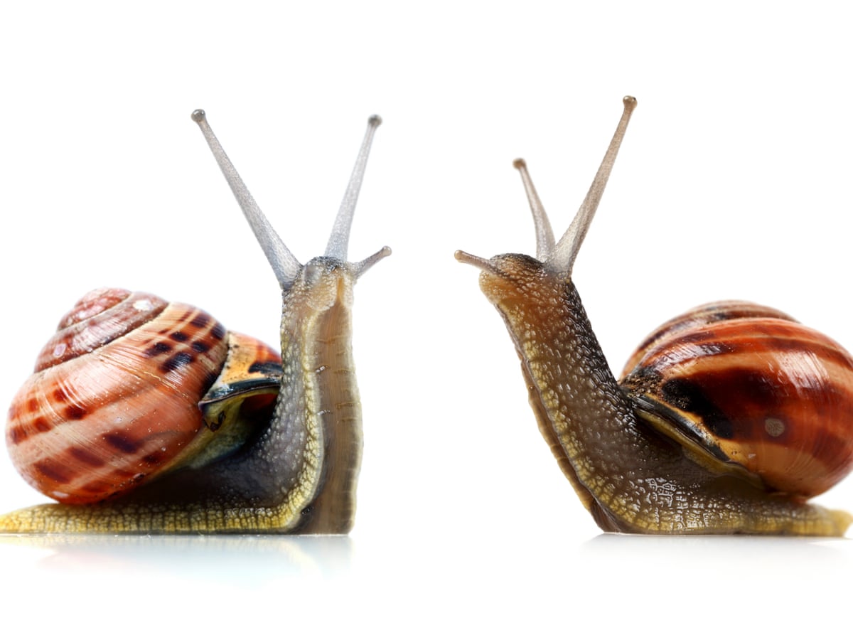 You Ve Got Snail Why The Best Pet Of Is Slow And Slimy Life And Style The Guardian You Ve Got Snail Why The Best Pet Of Is Slow And Slimy Life And Style The Guardian