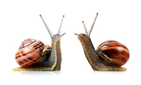 Snails: the new trendy pets?