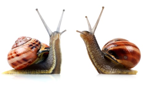 Two snails in confrontation