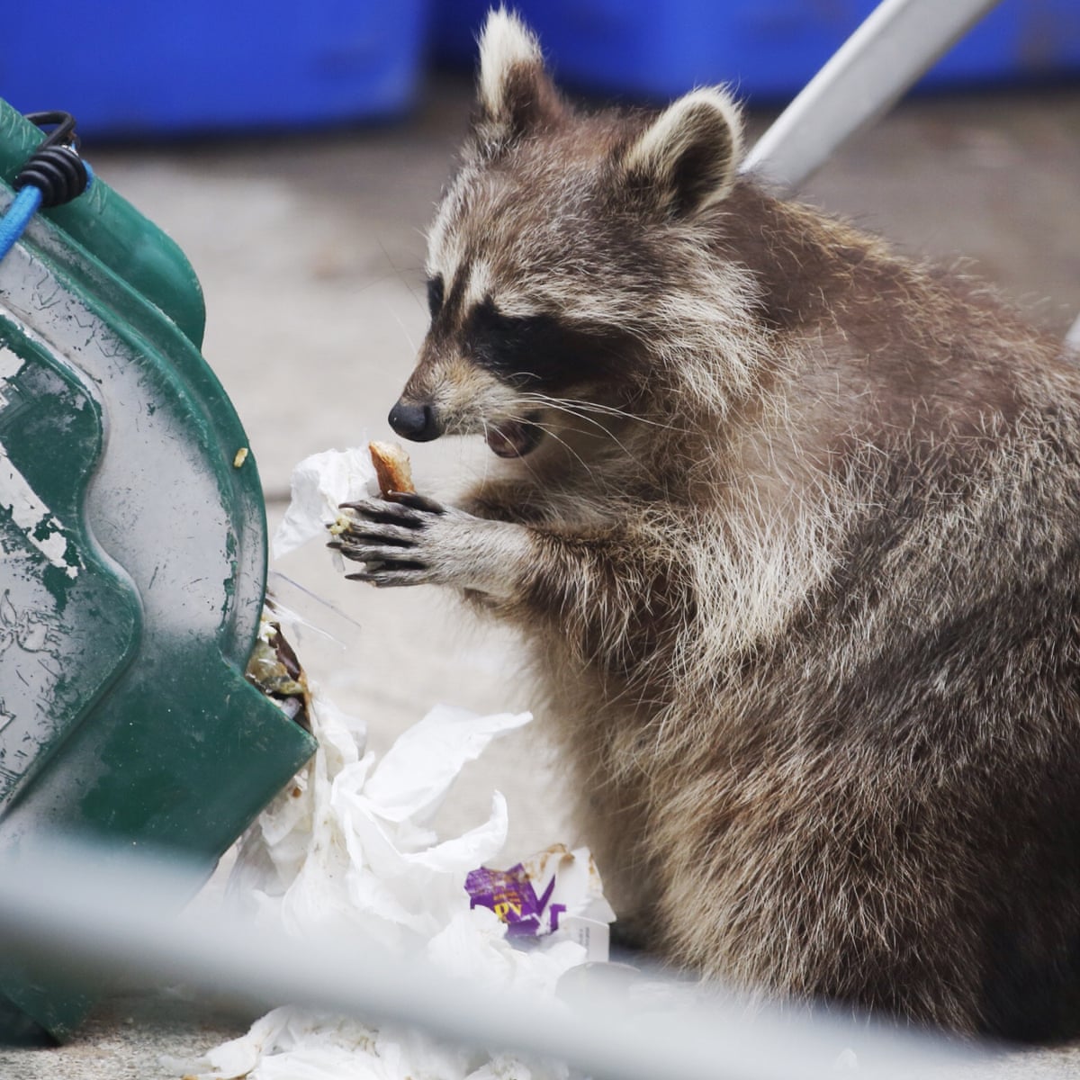 Toronto Lockdown Brings Humans And Raccoons Together Neither S Happy Wildlife The Guardian Toronto Lockdown Brings Humans And Raccoons Together Neither S Happy Wildlife The Guardian