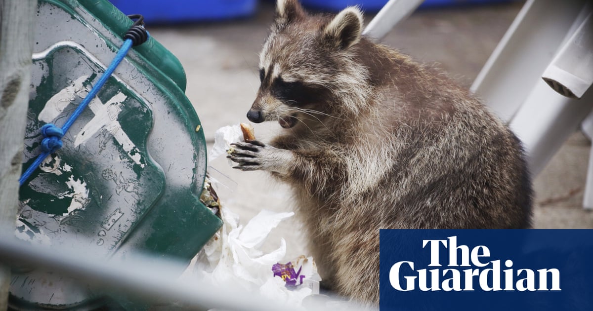 Toronto lockdown brings humans and raccoons together – neither’s happy