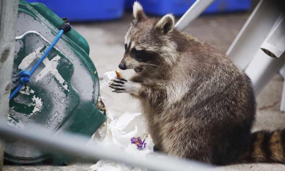 A ‘trash panda’ finds lunch in a bin in Toronto.