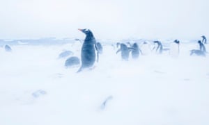 Penguins