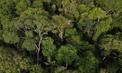 An aerial view shows trees at the Amazon rainforest in Manaus, Amazonas State, Brazil