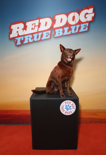 445px x 652px - Red Dog: True Blue film-makers on what makes a dog a star: 'When you see it  you just know' | Australian film | The Guardian