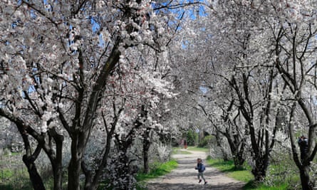 Little girl running on path under Spring blossom