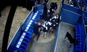 Undercover footage appears to show a worker dragging a calf by its ears.