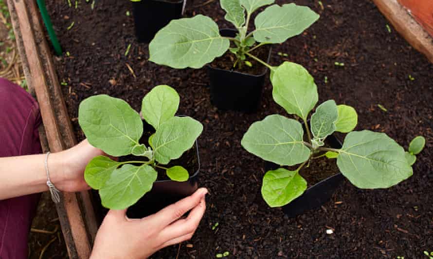 Young aubergine plants