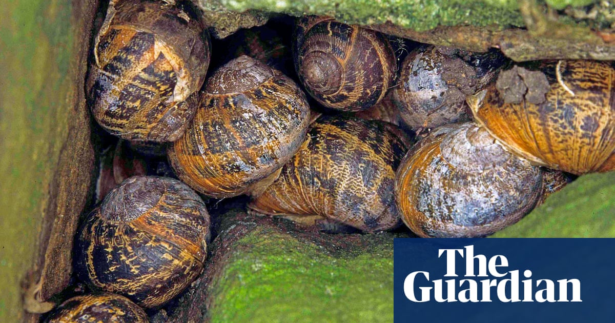 Country Diary Stumbling Across The Snails Winter Shelter