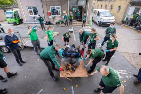 Kiburi, the 21-year-old patriarch of London’s gorilla troop