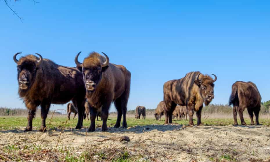 A herd of European bison in the Netherlands.