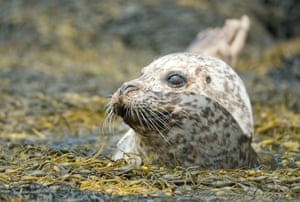 Seal on the Isle of Skye