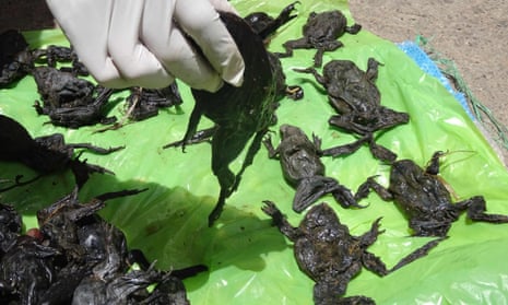 Dead Titicaca water frogs collected by a National Forestry and Wildlife Service staff member on the Coata river bank, in Puno, Peru