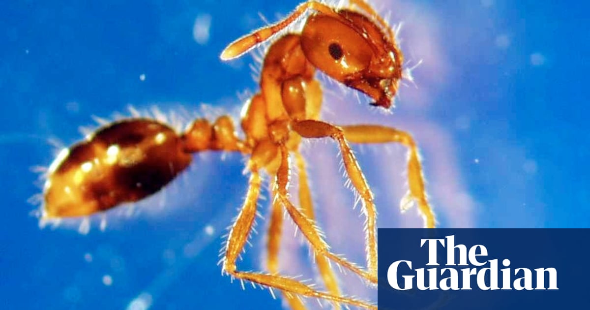 Fire ant crackdown: turf from Queensland must be chemically treated when laid in NSW | New South Wales