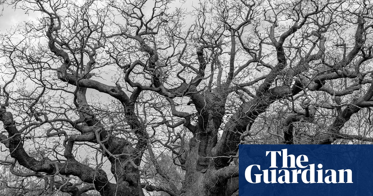 ‘Instant connection to the past’: how the Major oak affected those who saw it