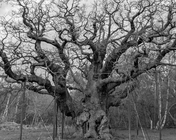 ‘Instant connection to the past’: how the Major oak affected those who saw it