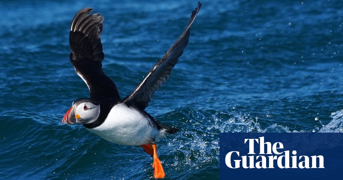 Last chance saloon': the scramble to save Dorset's vanishing Purbeck puffins