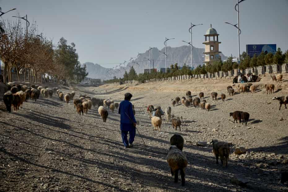 A shepherd drives his flock along the main irrigation canal in Kandahar.