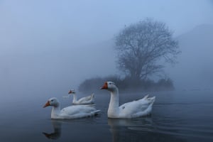 Gansos nadam no Lago Taudaha Wetland em Kirtipur, Katmandu, Nepal. Taudaha é um destino popular para observadores de pássaros e adoradores
