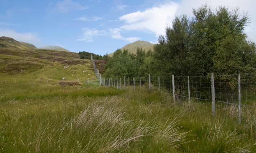 Native trees, scrubs and plants flourish on the other side of a fence