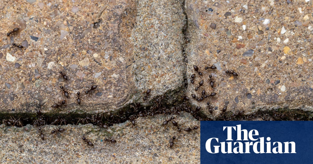 Bugging devices: the astounding ways insects are talking and listening all around us