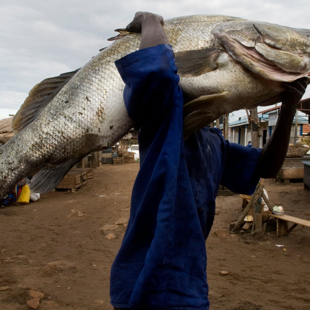 Secretive Traders Netting Chinese Delicacy Leave Nile Perch Under Threat Environment The Guardian