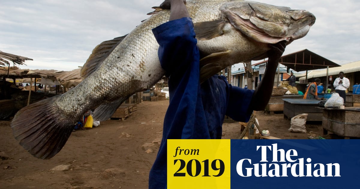 Secretive Traders Netting Chinese Delicacy Leave Nile Perch Under Threat Environment The Guardian Secretive Traders Netting Chinese Delicacy Leave Nile Perch Under Threat Environment The Guardian