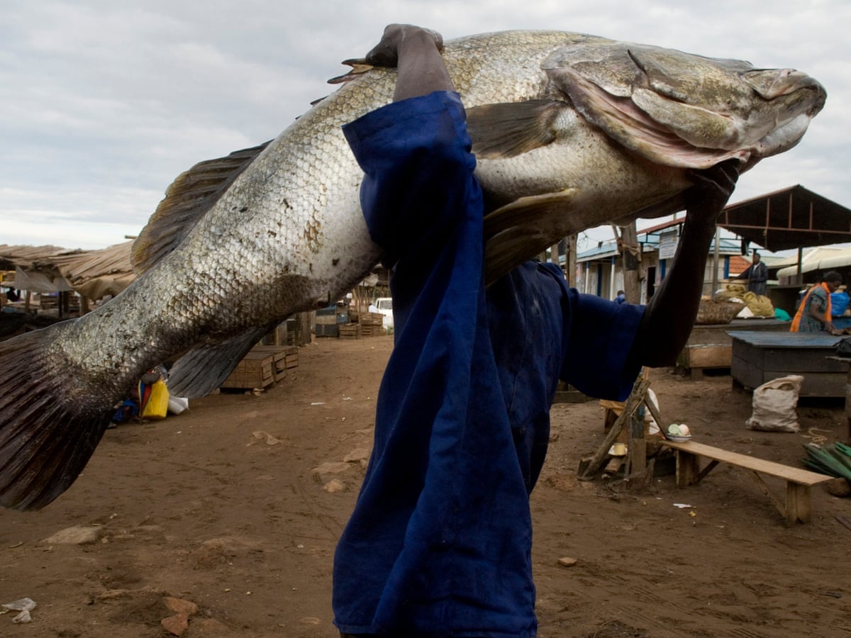 Secretive Traders Netting Chinese Delicacy Leave Nile Perch Under Threat Environment The Guardian Secretive Traders Netting Chinese Delicacy Leave Nile Perch Under Threat Environment The Guardian