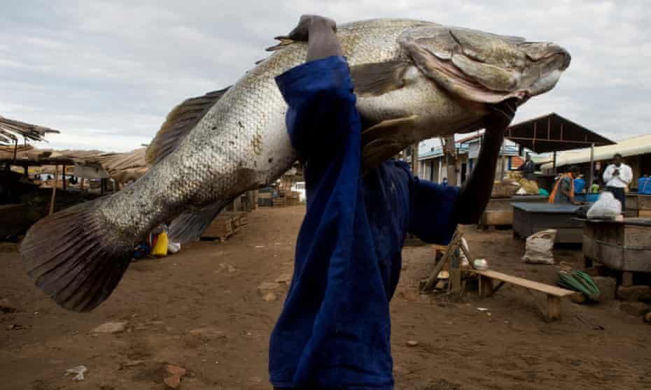 Secretive Traders Netting Chinese Delicacy Leave Nile Perch Under Threat Environment The Guardian Secretive Traders Netting Chinese Delicacy Leave Nile Perch Under Threat Environment The Guardian