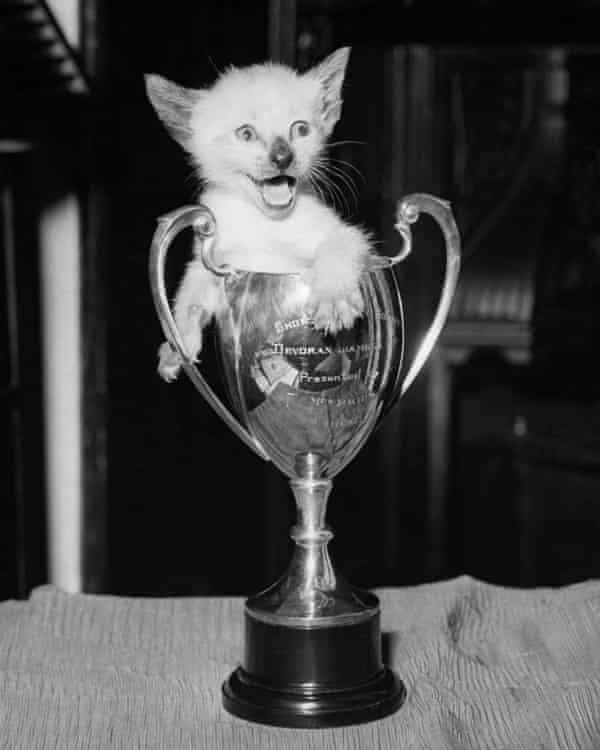 A five-week-old siamese kitten at the Hertfordshire and Middlesex show in 1957.