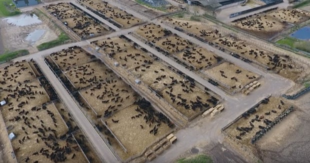 There are nine mega farms in the UK, owning 1,000 or more beef cattle where they are fattened up before slaughter.