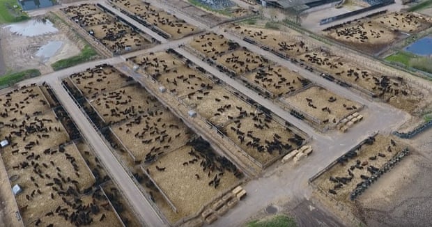 In the UK there are nine mega-farms holding 1,000 or more beef cattle, where they are fattened up before slaughter.