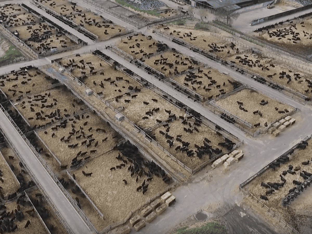 Revealed: industrial-scale beef farming comes to the UK | Environment | The Guardian