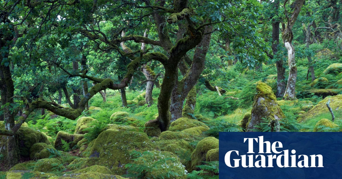 Act to save Dartmoor rainforest from sheep, urge campaigners | Trees and forests