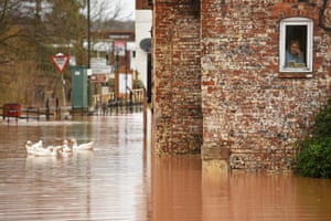 A woman looks out of her window as geese swim past in flood water after the River Severn bursts its banks in Bewdley, west of Birmingham