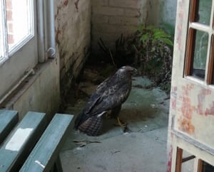 A buzzard makes itself at home at the orangery at Felbrigg Hall, Norfolk.