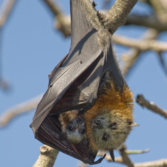 Baby Grey Headed Flying Fox baby-grey-headed-flying-fox