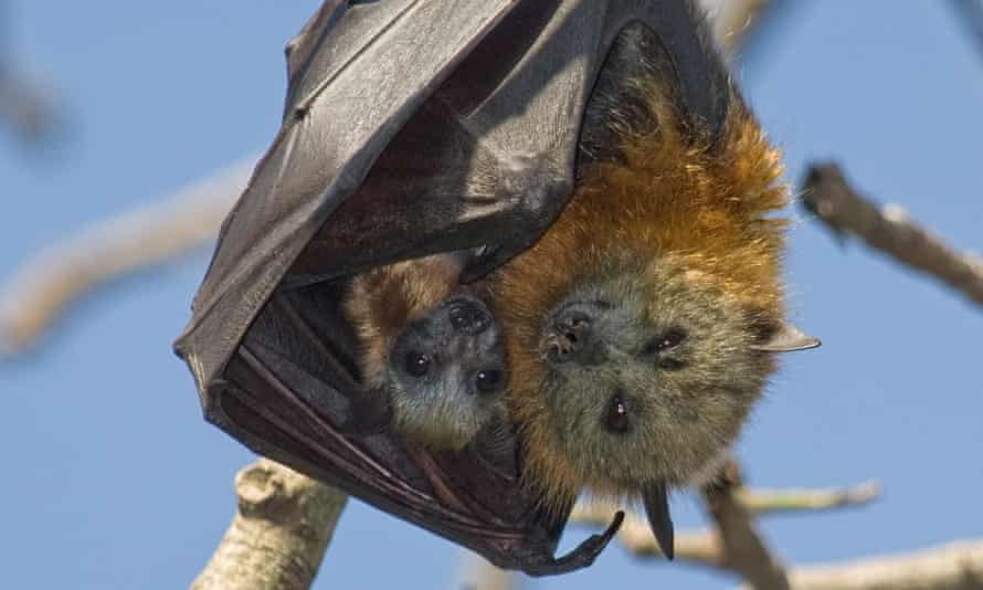 Threatened grey-headed flying-foxes.