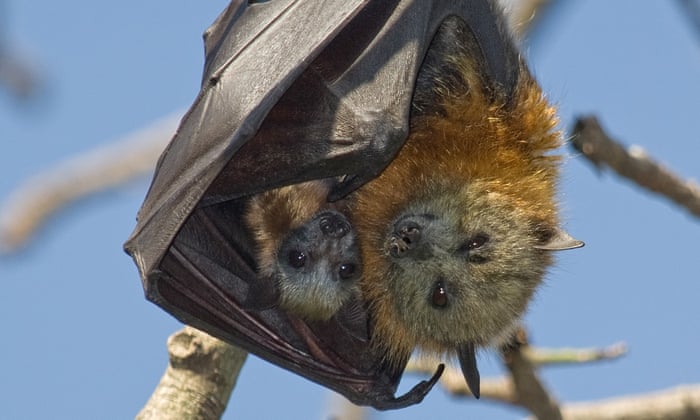 Fear Of Flying Foxes Coronavirus Is Topping Off A Bad Year For Australia S Bats Wildlife The Guardian