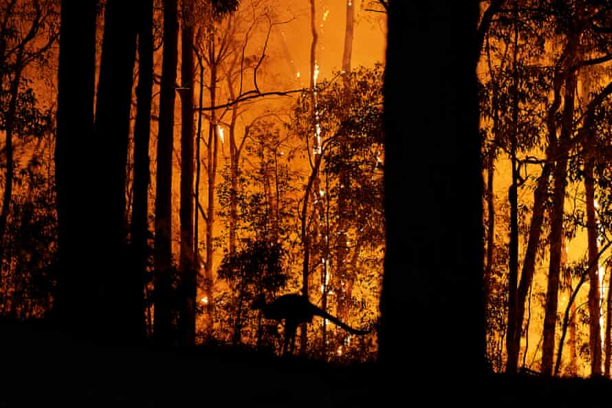 A kangaroo escapes the flames arsenic the occurrence beforehand approaches a spot successful November 2019 successful Colo Heights, NSW.