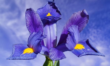 Iris reticulata is a popular early flowering spring bulb