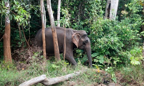 Wild elephant in forest