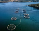 More than 150,000 underwater explosives used to deter seals at Tasmanian salmon farms since 2016