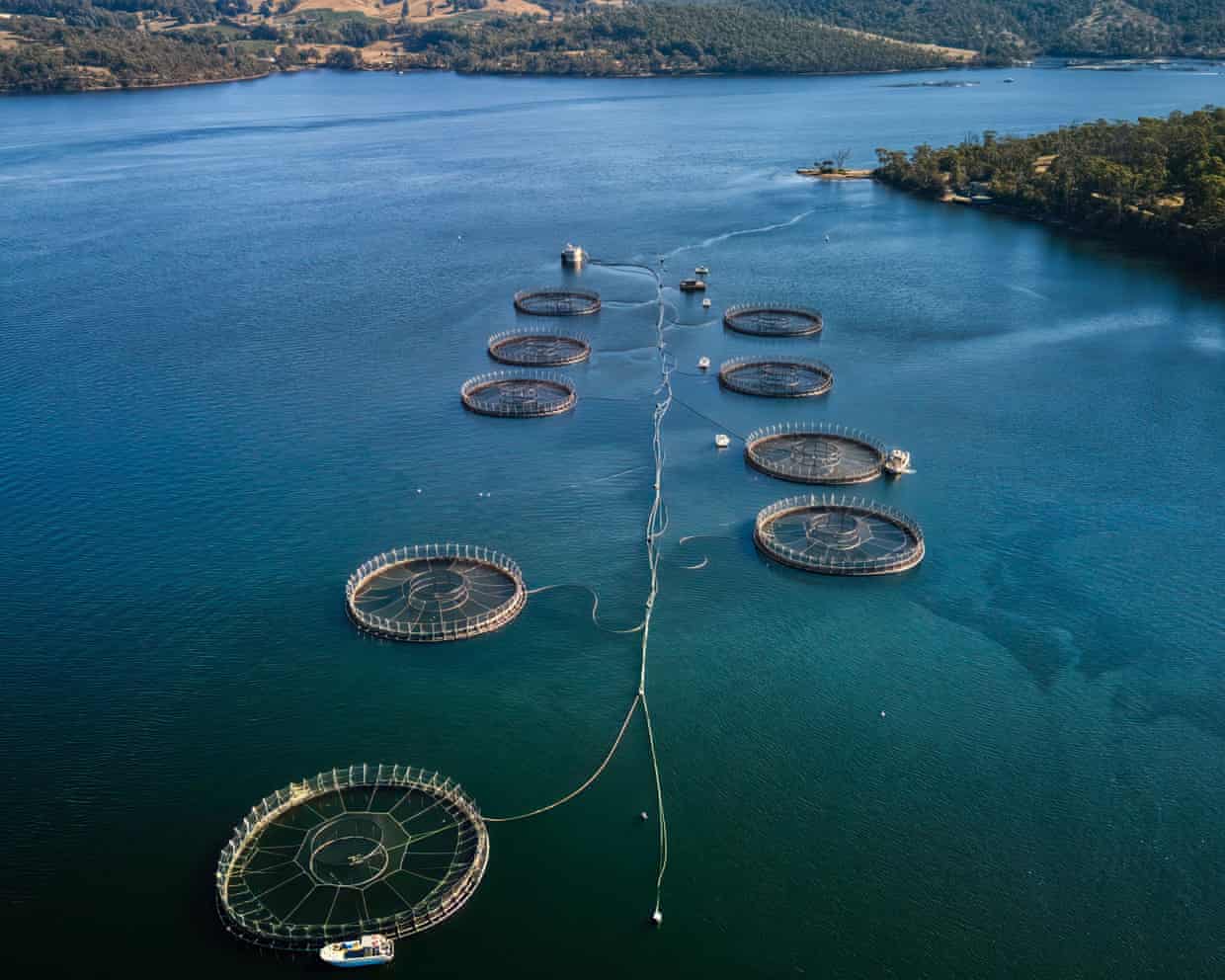 Four seals died in first half 2026