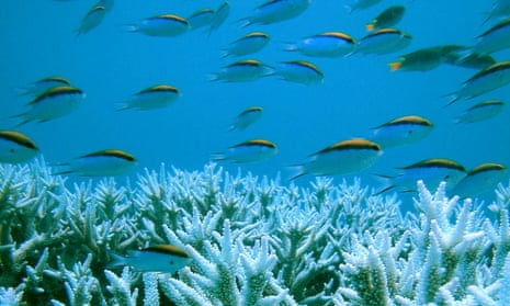 Corals are seen at the Great Barrier Reef