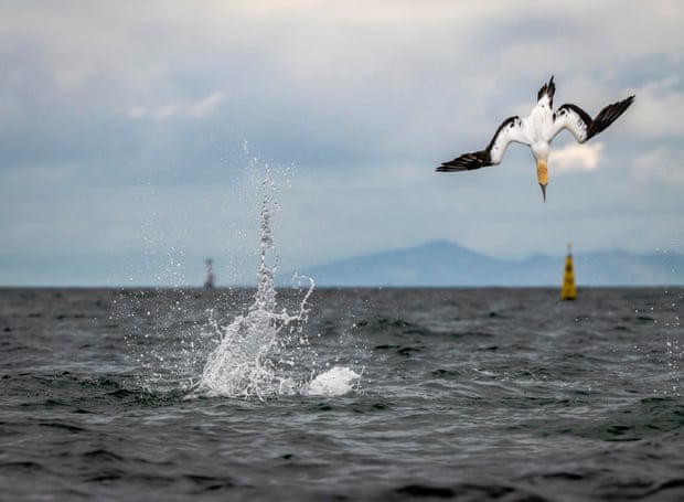 Avian eye: how to take photos of birds that stand out from the flock Australasian gannets dive for fish in Port Philip Bay, Victoria. Photograph: Doug Gimesy