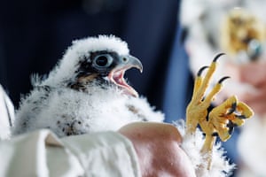 Filhote de falcão-peregrino (Falco peregrinus) capturado está marcado.