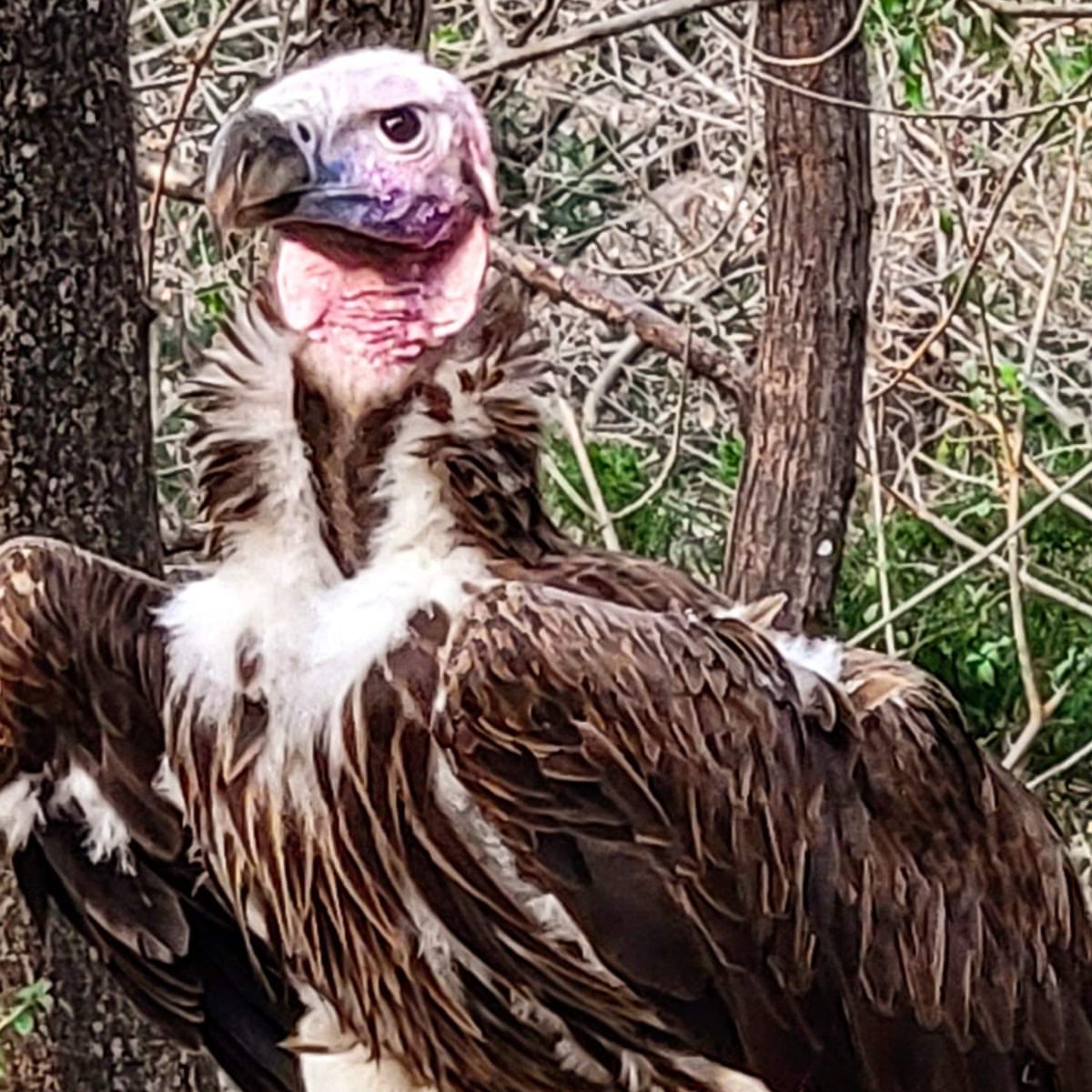 Suspicious death of 'Pin' the vulture adds to Dallas zoo's ...