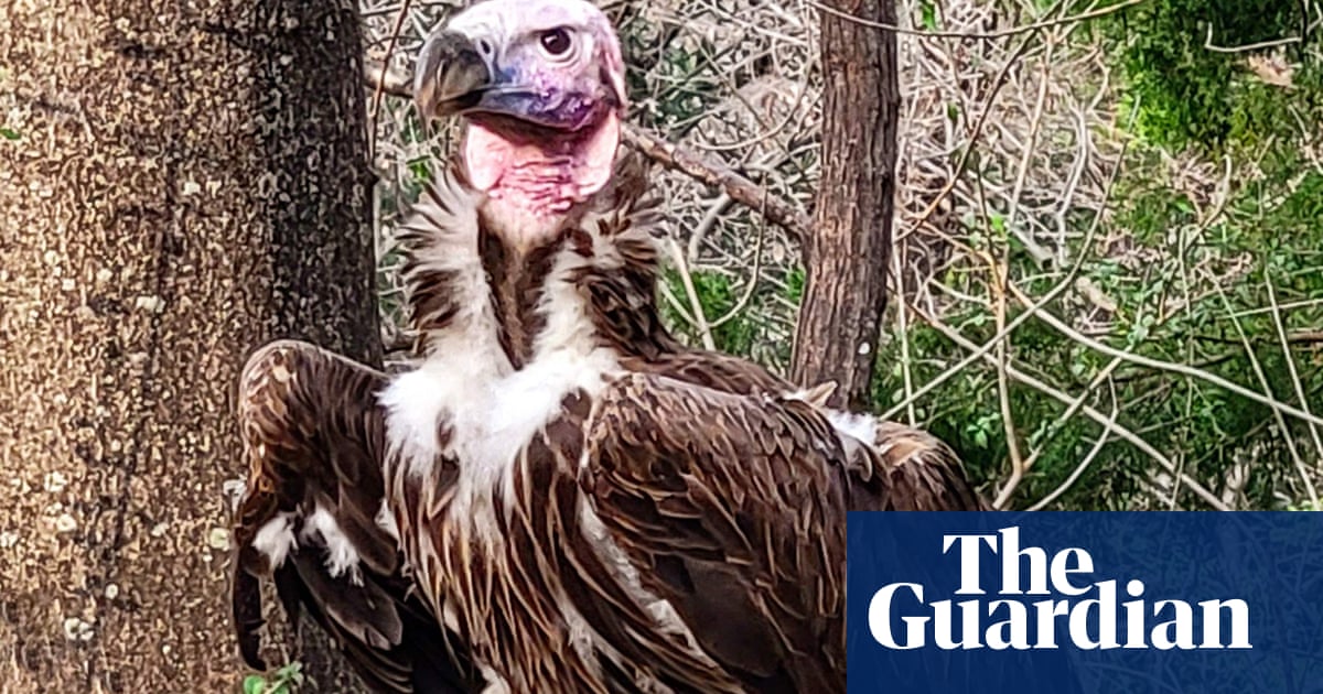 Suspicious death of ‘Pin’ the vulture adds to Dallas zoo’s mysterious woes
