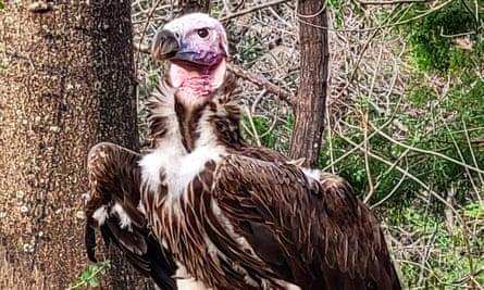 This undated handout photo provided by the Dallas Zoo on January 24, 2023, shows Pin, a 35-year-old endangered vulture at the Dallas Zoo in Dallas, Texas.